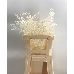 Dr Limonium Bleached Sbiancato