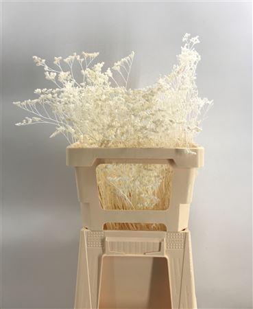 <h4>Dr Limonium Bleached Sbiancato</h4>