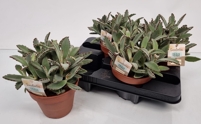 <h4>KALANCHOE TOMENTOSA</h4>