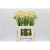Agapanthus Gletsjer