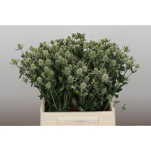 Eryngium planum 'White Glitter'