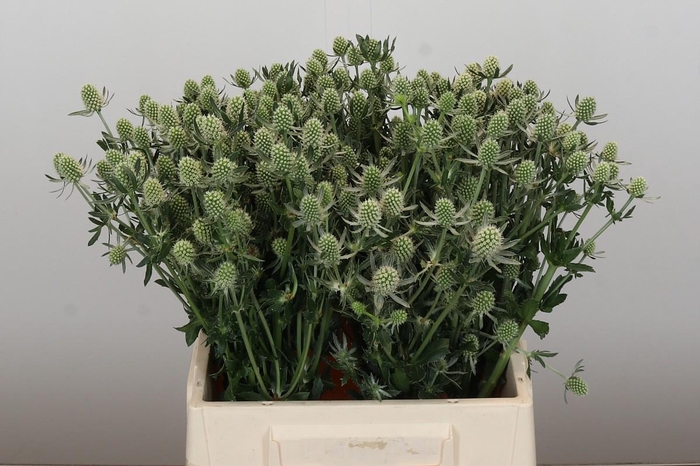 <h4>Eryngium planum 'White Glitter'</h4>
