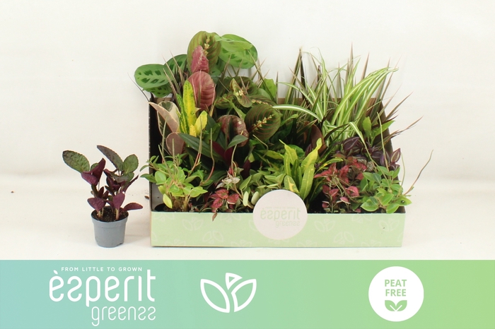 <h4>KAMERPL GEM OV</h4>