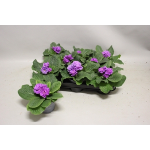 Primula acaulis Double Lavender