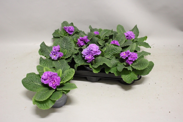 <h4>Primula acaulis Double Lavender</h4>