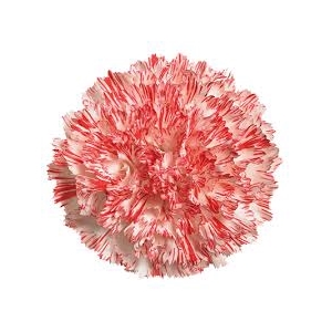 Di St Montoya Bicolor Red 75cm CO