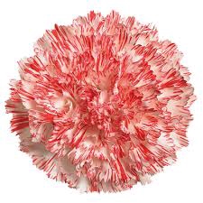 <h4>Di St Montoya Bicolor Red 75cm CO</h4>