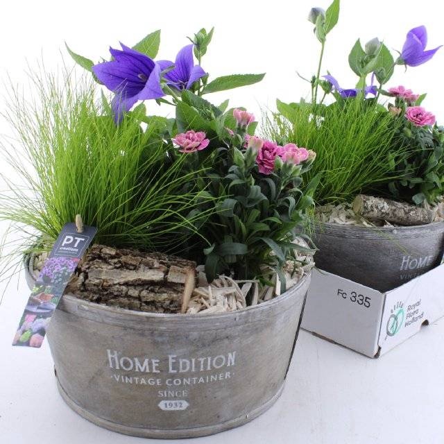 <h4>ARR TUINPLANTEN</h4>