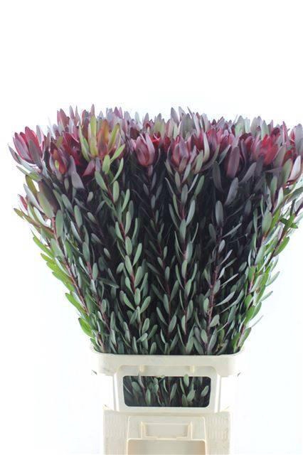 <h4>LEUCAD SAF SUNSET</h4>