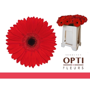 Gerbera Blinddate Water