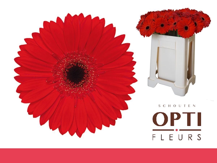 <h4>Gerbera Blinddate Water</h4>