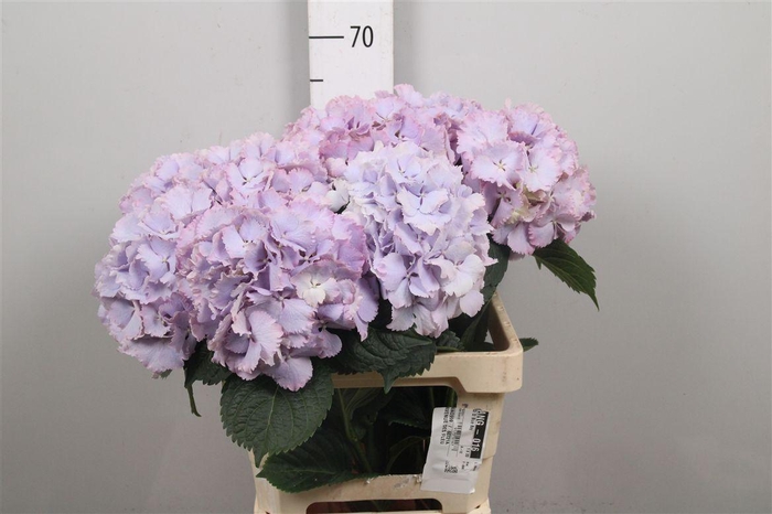 <h4>Hydr M My Primavera</h4>