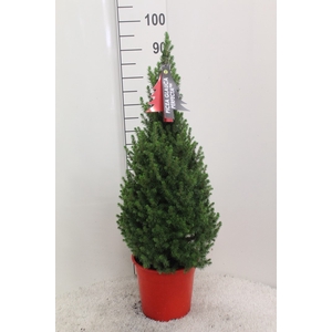 PICEA GL PERFECTA