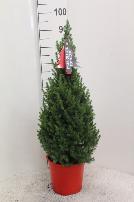 <h4>PICEA GL PERFECTA</h4>