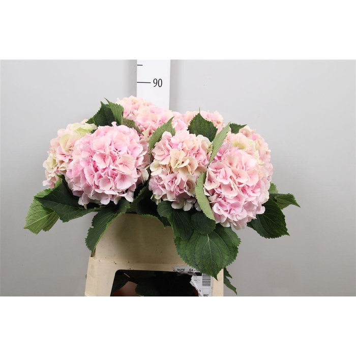<h4>Hydr Cl M Verena</h4>