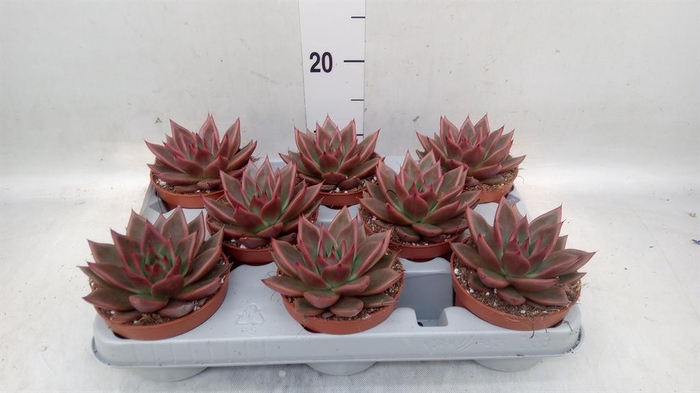 <h4>Echeveria   ...</h4>