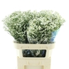 Limonium Cool Diamond