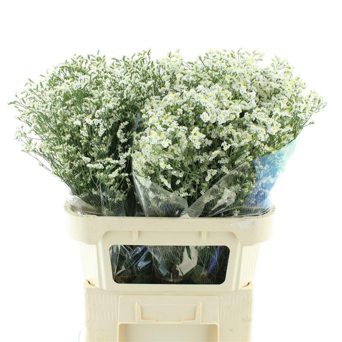 <h4>Limonium Joy White X50</h4>