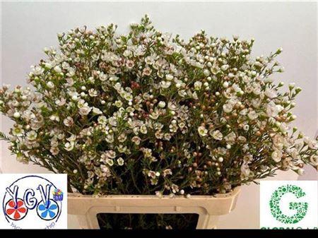 <h4>Chamelaucium Tal</h4>