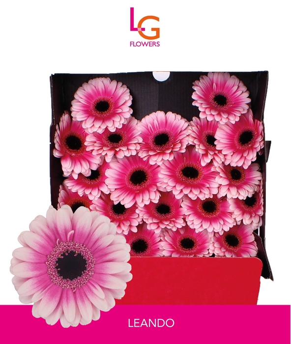 Germini Leando Diamond