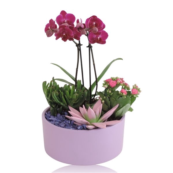 <h4>Arrangement Phalaenopsis 2 tak Keramiek schaal Mat Lila 22 cm</h4>