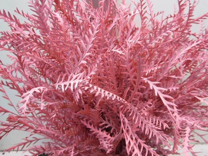 <h4>Ivanhoe Rose</h4>