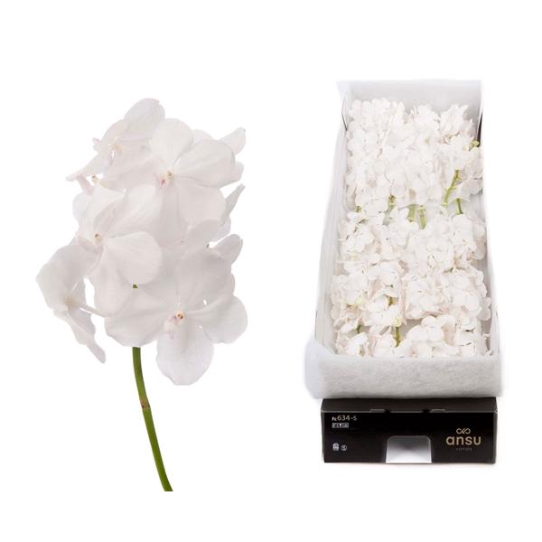 <h4>Vanda 24 tak Diamond White</h4>