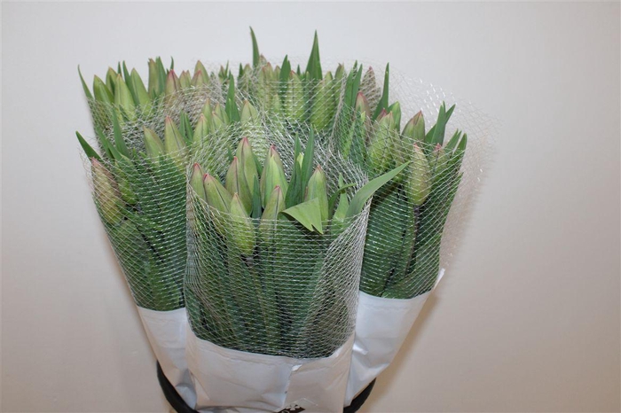 <h4>Tu Fr En Romaine</h4>