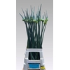 Allium porrum 'Kenton'