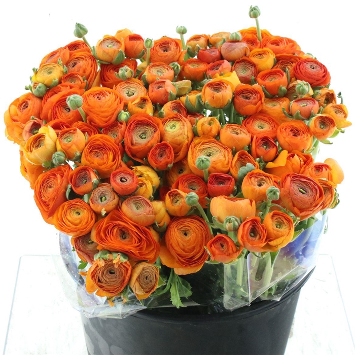 <h4>Ran El Orange Extra</h4>