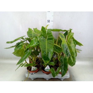 Philodendron   ...