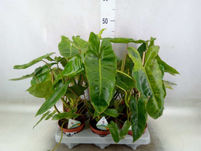 <h4>Philodendron   ...</h4>