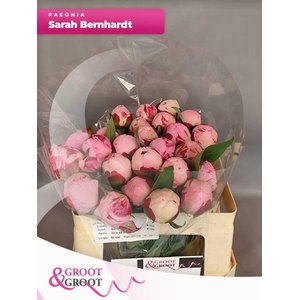 Paeonia Sarah Bernhardt