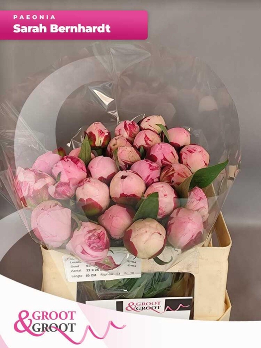 <h4>Paeonia Sarah Bernhardt</h4>