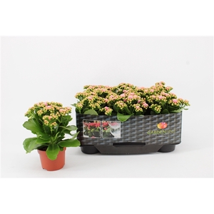 Kalanchoe Gardenlina in Kraag, Pink-White