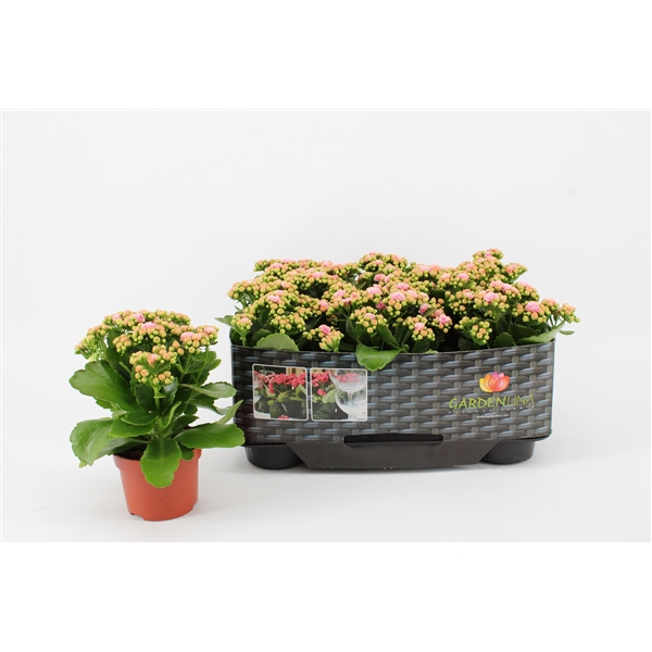 <h4>Kalanchoe Gardenlina in Kraag, Pink-White</h4>