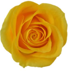 R Gr Brighton Yellow 50cm EC