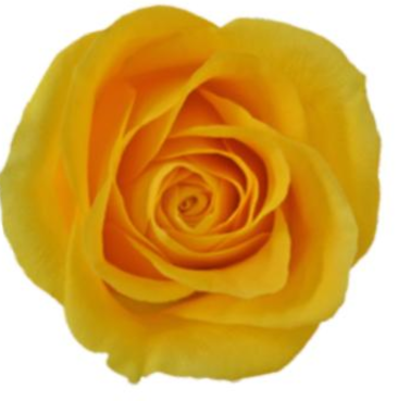 <h4>R Gr Brighton Yellow 50cm EC</h4>