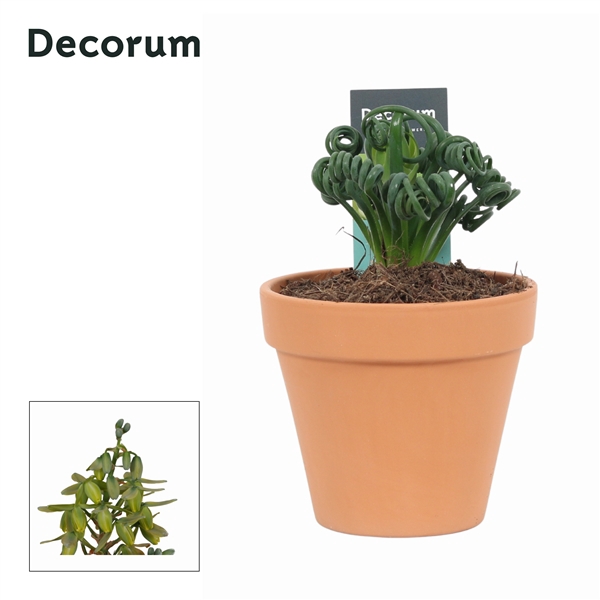 <h4>Albuca Spiralis Frizzle Sizzle in Terracotta Steen (Decorum)</h4>