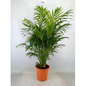 Chamaedorea elegans