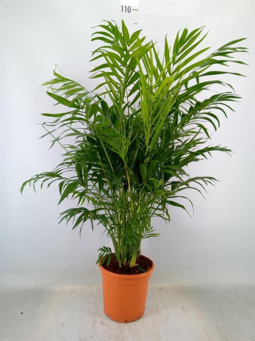 <h4>Chamaedorea elegans</h4>