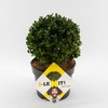Ilex crenata Dark Green