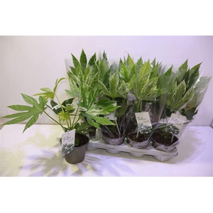 arr8 Fatsia Variegata
