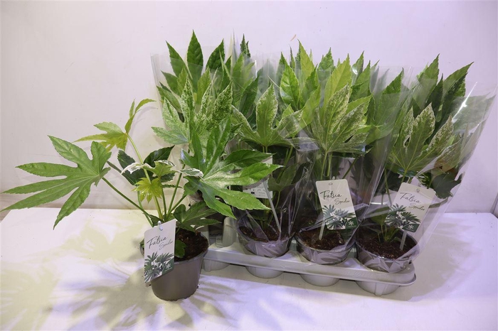 <h4>arr8 Fatsia Variegata</h4>