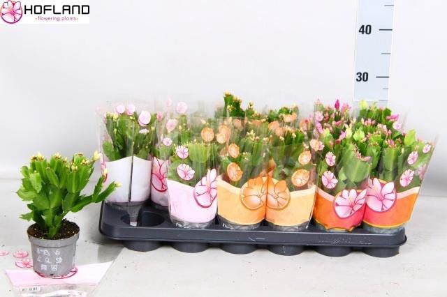 arr8 Schlumb Gem 3 Kl