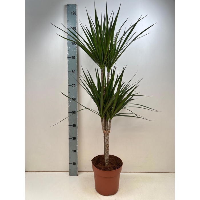 <h4>DRA MARGINATA</h4>