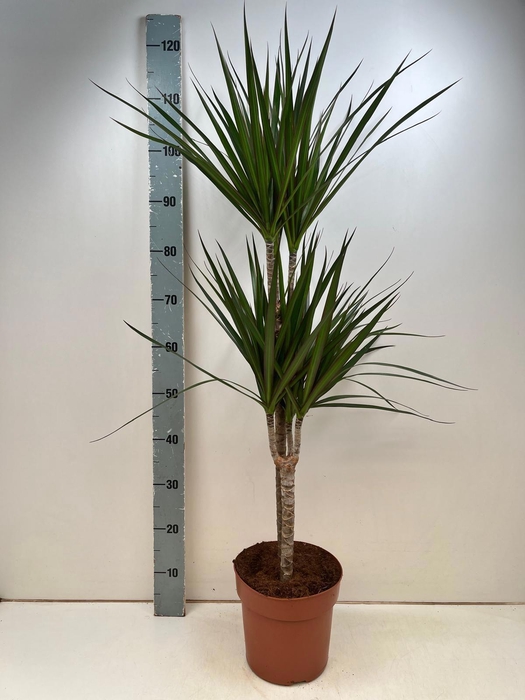 <h4>DRA MARGINATA</h4>