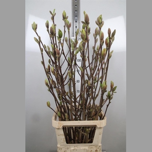 Magnolia Grandi Yellow