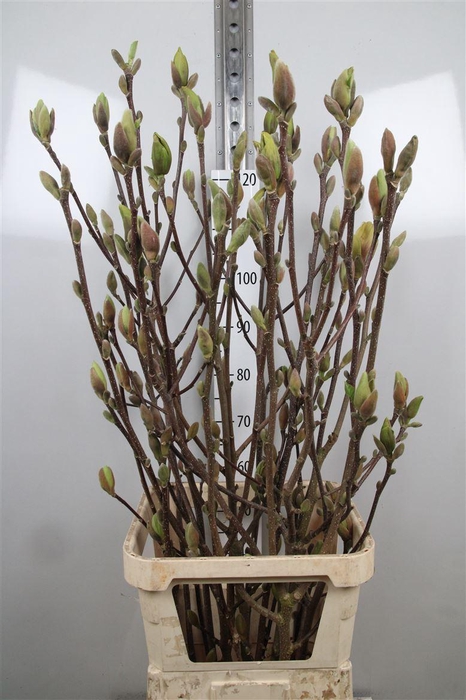 <h4>Magnolia Grandi Yellow</h4>