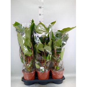 Homalomena rubescens 'Maggy'